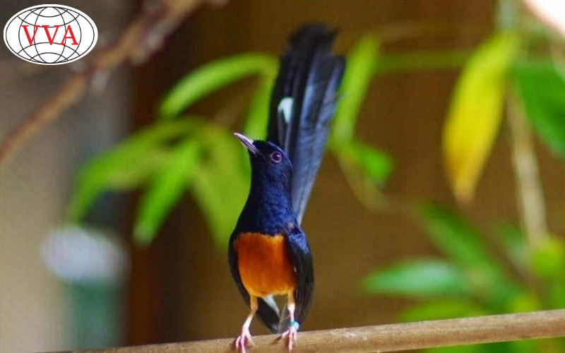 Hình 1: Chim Chích Chòe 